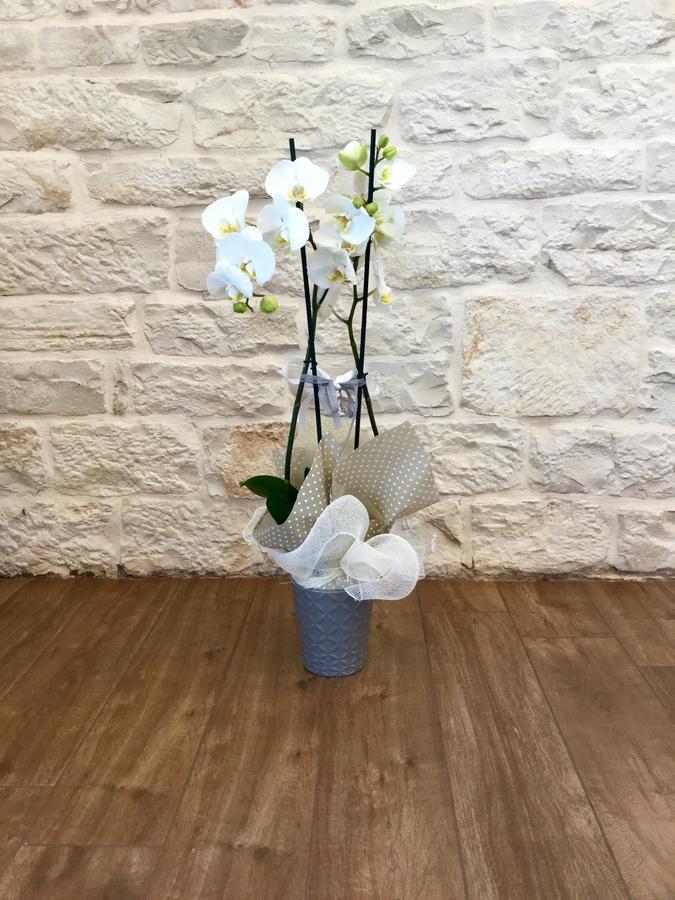 B&B Sant'Agostino Giovinazzo Bagian luar foto